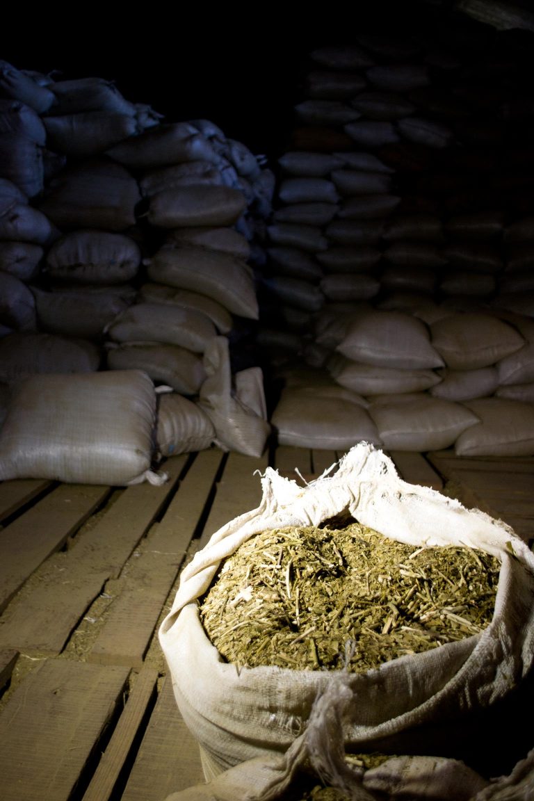 Infancia en el yerbal